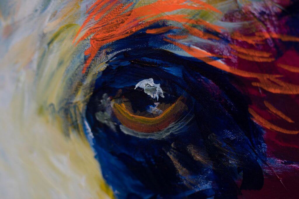 bear eye caroline hulse colourful nature