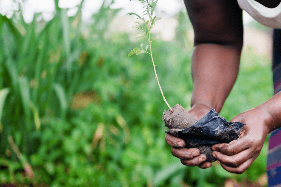 One Tree Planted Caversham Picture Framer For a Greener World